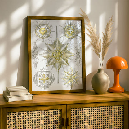 Ernst Haeckel Art Print | Plate 21: Xiphacantha | Vintage Wall Art Poster