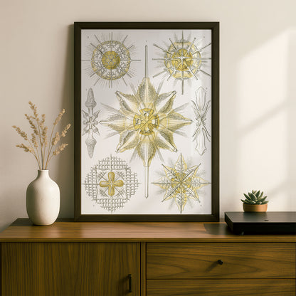 Ernst Haeckel Art Print | Plate 21: Xiphacantha | Vintage Wall Art Poster