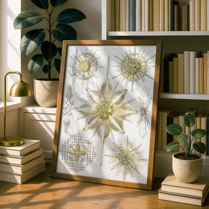 Ernst Haeckel Art Print | Plate 21: Xiphacantha | Vintage Wall Art Poster