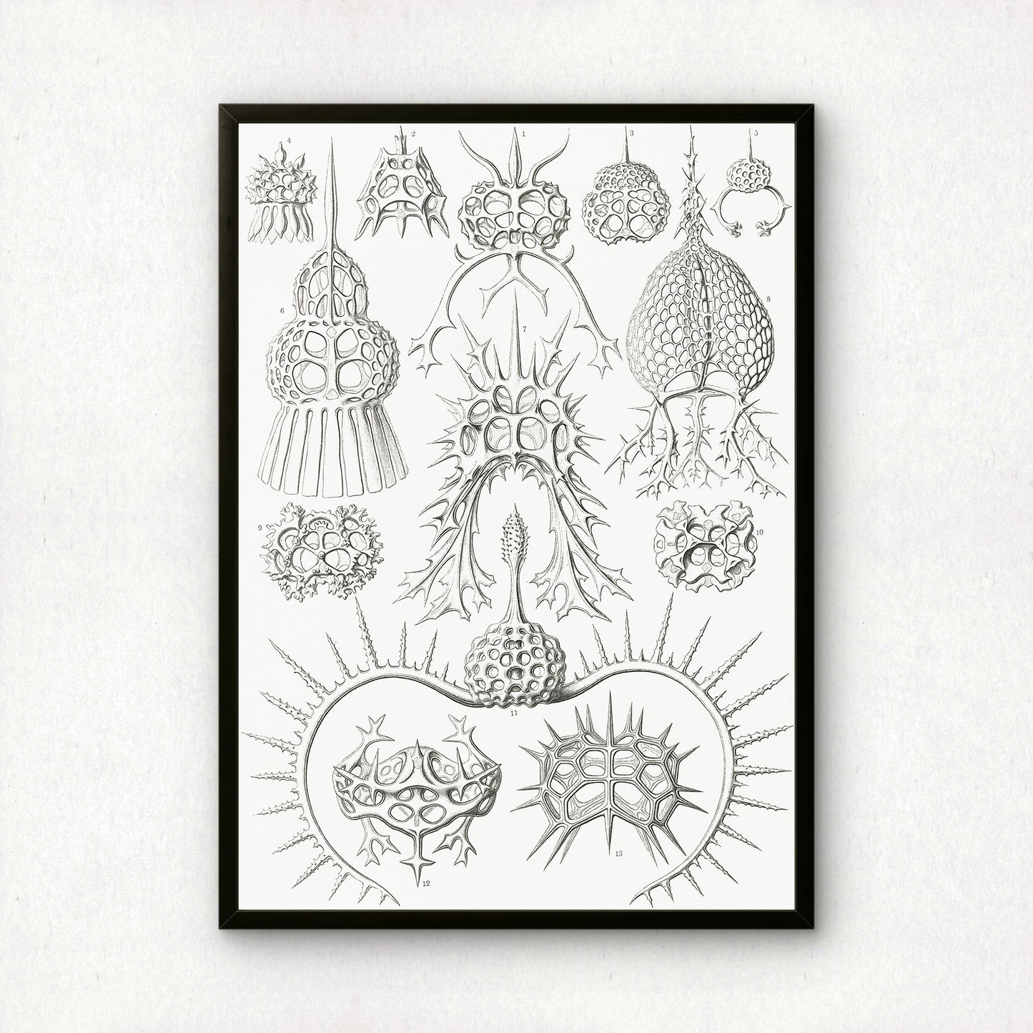 Ernst Haeckel Art Print | Plate 22: Elaphosphyris | Vintage Wall Art Poster