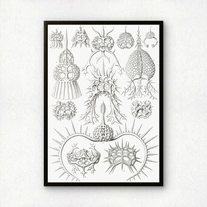 Ernst Haeckel Art Print | Plate 22: Elaphosphyris | Vintage Wall Art Poster