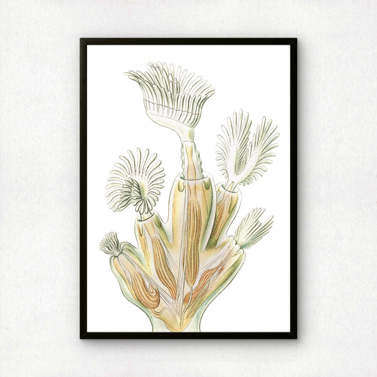 Ernst Haeckel Remixed Art Print 22 | Classic Art Reimagined | Premium Wall Art