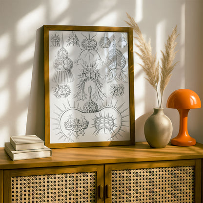 Ernst Haeckel Art Print | Plate 22: Elaphosphyris | Vintage Wall Art Poster