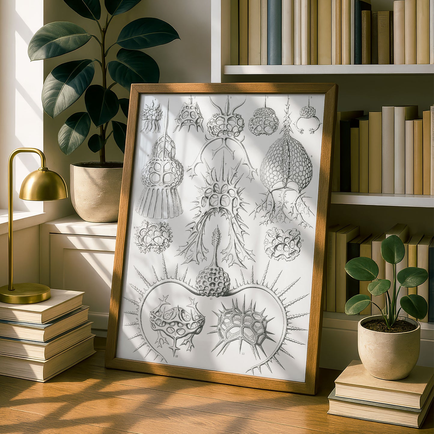 Ernst Haeckel Art Print | Plate 22: Elaphosphyris | Vintage Wall Art Poster