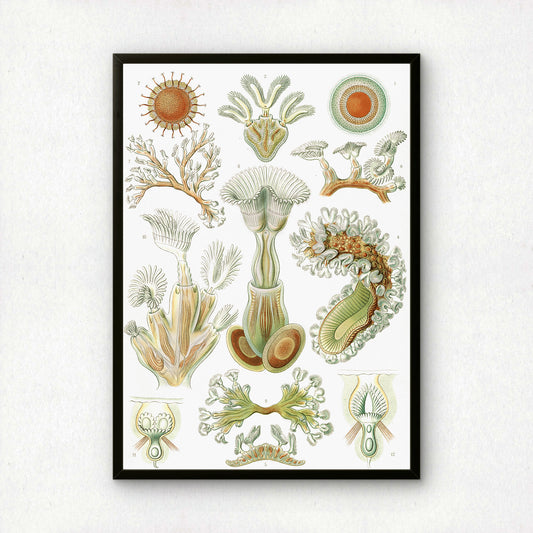 Ernst Haeckel Art Print | Plate 23: Cristatella | Vintage Wall Art Poster
