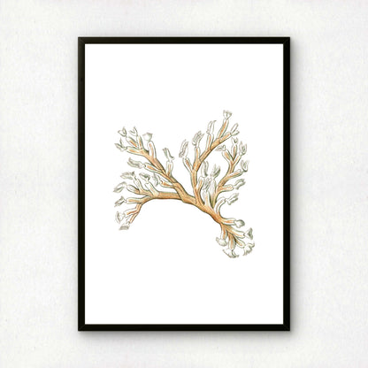 Ernst Haeckel Remixed Art Print 23 | Natural History Print | Premium Wall Art