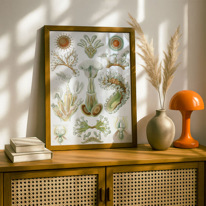 Ernst Haeckel Art Print | Plate 23: Cristatella | Vintage Wall Art Poster
