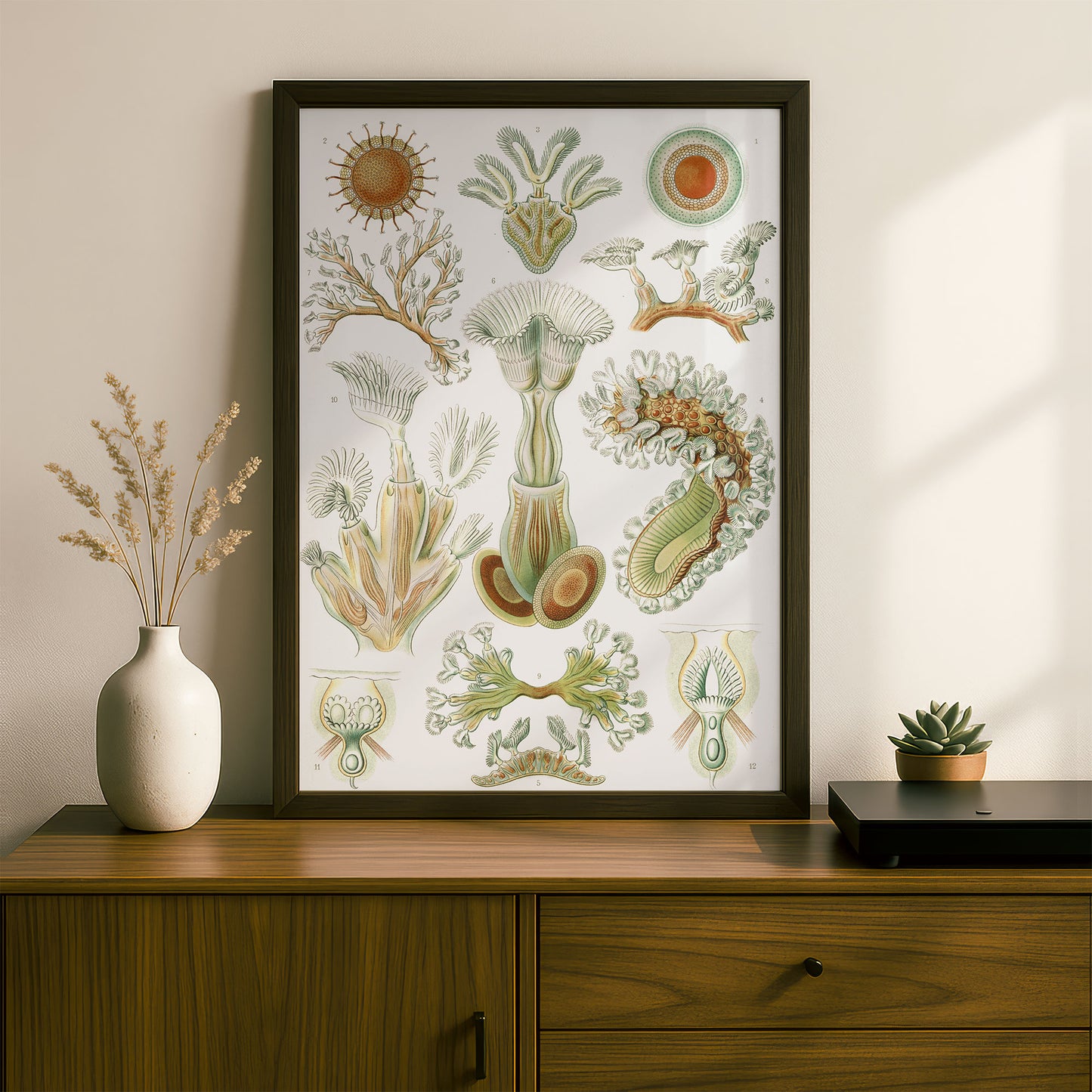 Ernst Haeckel Art Print | Plate 23: Cristatella | Vintage Wall Art Poster