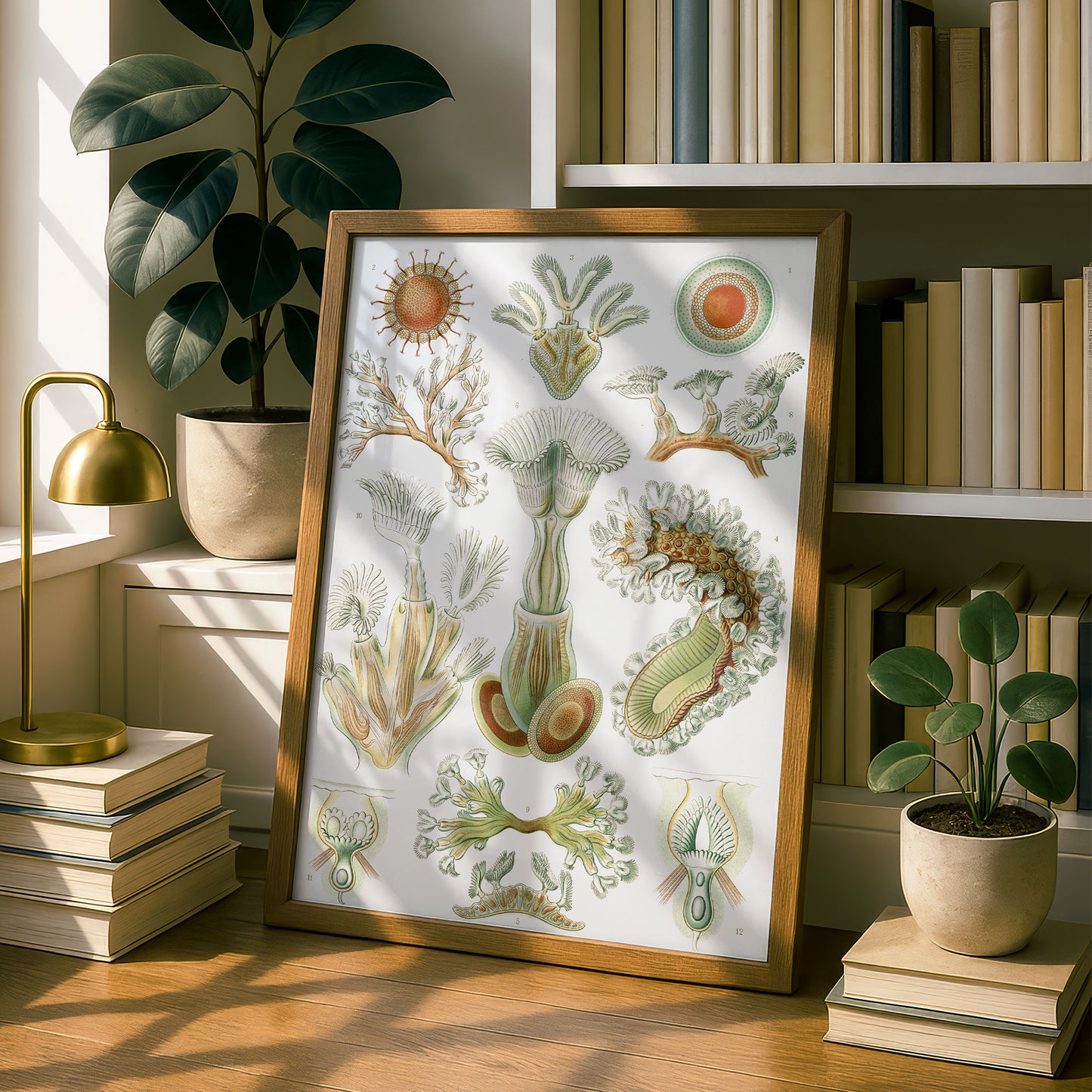 Ernst Haeckel Art Print | Plate 23: Cristatella | Vintage Wall Art Poster