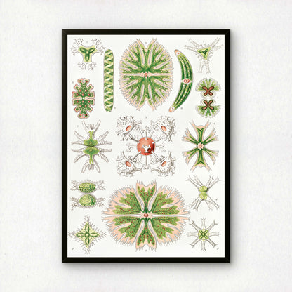 Ernst Haeckel Art Print | Plate 24: Staurastrum | Vintage Wall Art Poster