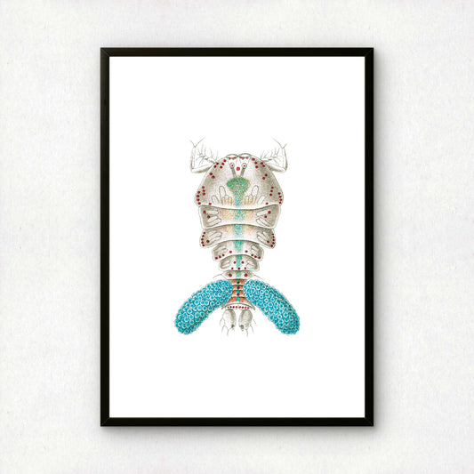 Ernst Haeckel Remixed Art Print 24 | Modern Art Nouveau | Premium Wall Art