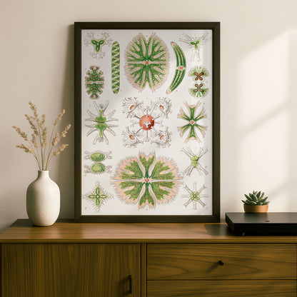 Ernst Haeckel Art Print | Plate 24: Staurastrum | Vintage Wall Art Poster