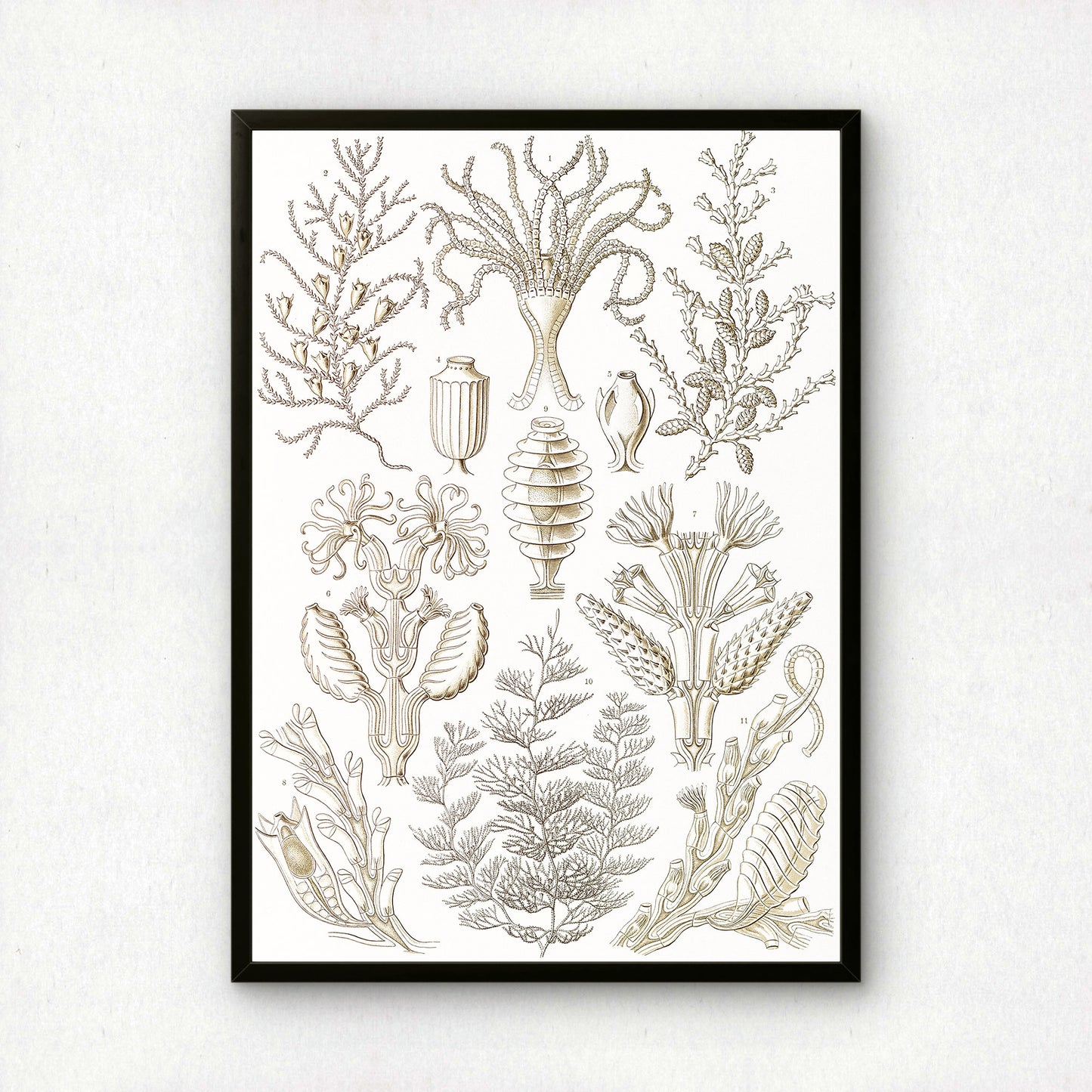 Ernst Haeckel Art Print | Plate 25: Diphasia | Vintage Wall Art Poster