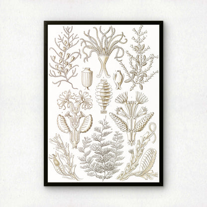 Ernst Haeckel Art Print | Plate 25: Diphasia | Vintage Wall Art Poster