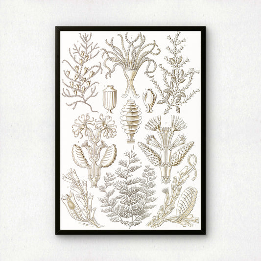 Ernst Haeckel Art Print | Plate 25: Diphasia | Vintage Wall Art Poster