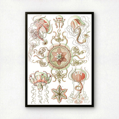 Ernst Haeckel Art Print | Plate 26: Carmaris | Vintage Wall Art Poster