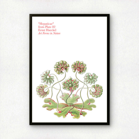 Ernst Haeckel Remixed Art Print 26 | Vintage Art Reimagined | Modern Wall Art