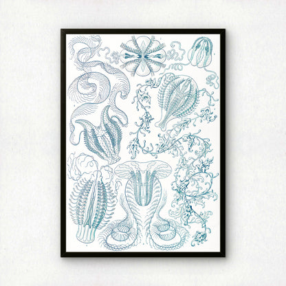 Ernst Haeckel Art Print | Plate 27: Hormiphora | Vintage Wall Art Poster