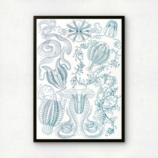 Ernst Haeckel Art Print | Plate 27: Hormiphora | Vintage Wall Art Poster