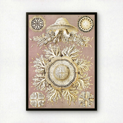 Ernst Haeckel Art Print | Plate 28: Toreuma | Quality Vintage Wall Art Poster