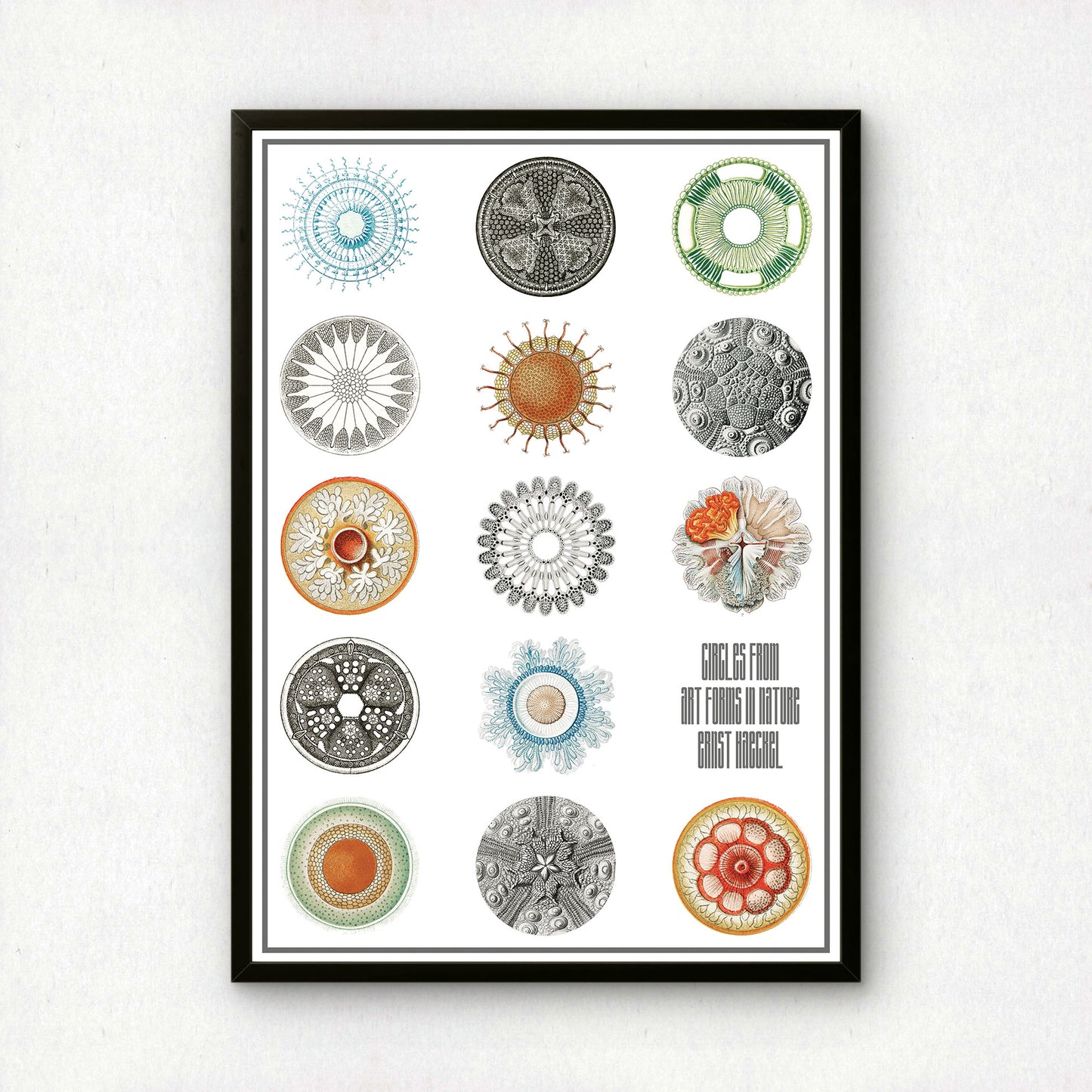 Circles from Art Forms in Nature | Ernst Haeckel Remixed Art Print 28 | Wall Art