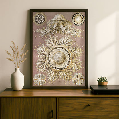 Ernst Haeckel Art Print | Plate 28: Toreuma | Quality Vintage Wall Art Poster