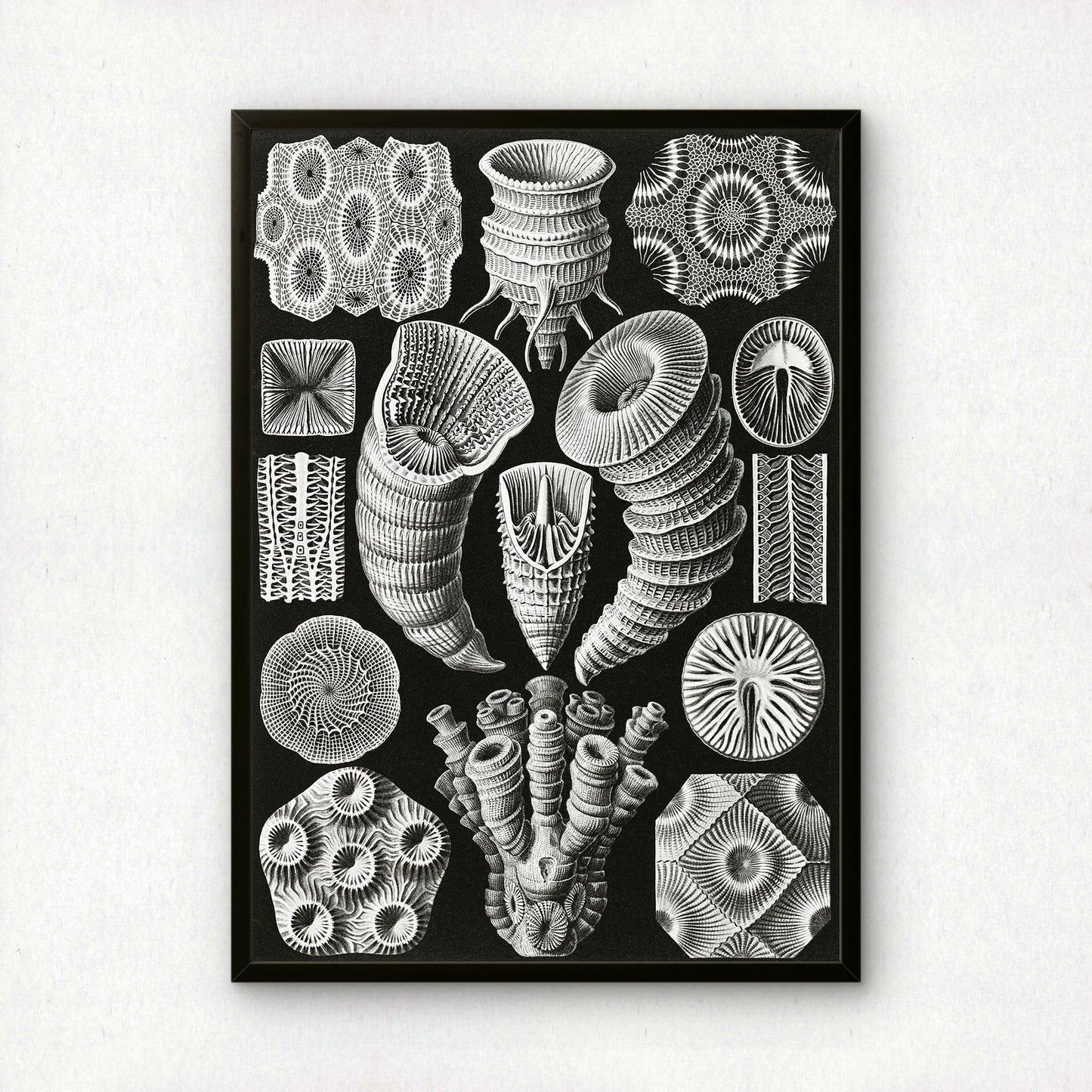 Ernst Haeckel Art Print | Plate 29: Cyathophyllum | Vintage Wall Art Poster