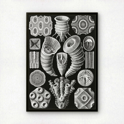 Ernst Haeckel Art Print | Plate 29: Cyathophyllum | Vintage Wall Art Poster