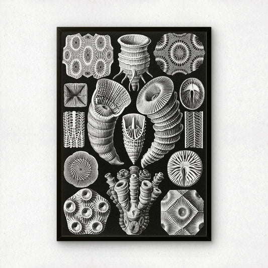 Ernst Haeckel Art Print | Plate 29: Cyathophyllum | Vintage Wall Art Poster
