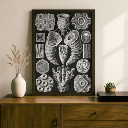 Ernst Haeckel Art Print | Plate 29: Cyathophyllum | Vintage Wall Art Poster