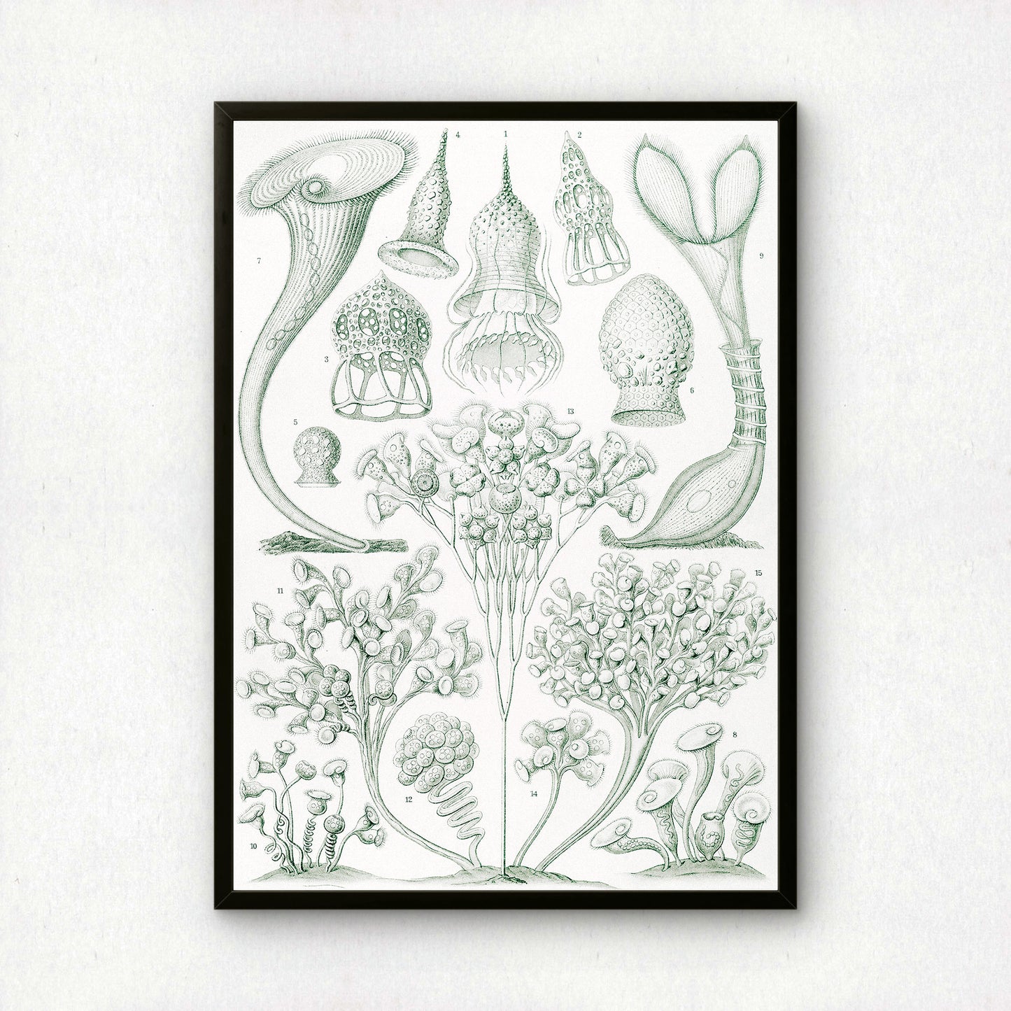 Ernst Haeckel Art Print | Plate 3: Stentor | Quality Vintage Wall Art Poster