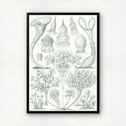 Ernst Haeckel Art Print | Plate 3: Stentor | Quality Vintage Wall Art Poster