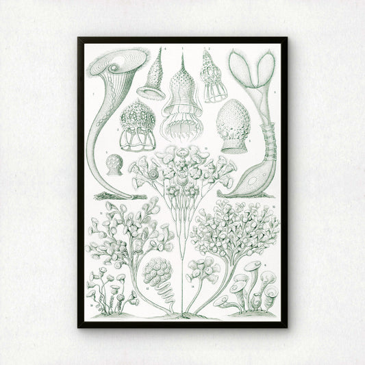 Ernst Haeckel Art Print | Plate 3: Stentor | Quality Vintage Wall Art Poster