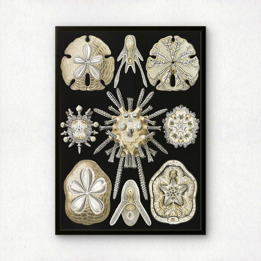 Ernst Haeckel Art Print | Plate 30: Clypeaster | Vintage Wall Art Poster