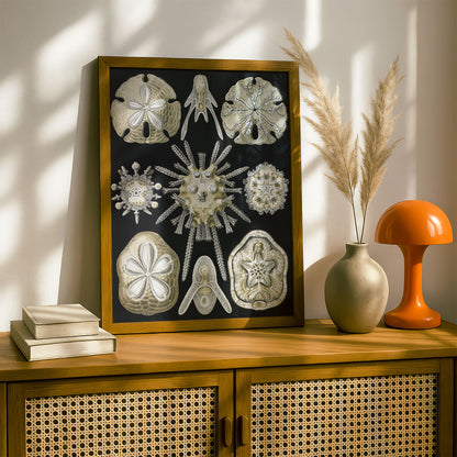 Ernst Haeckel Art Print | Plate 30: Clypeaster | Vintage Wall Art Poster