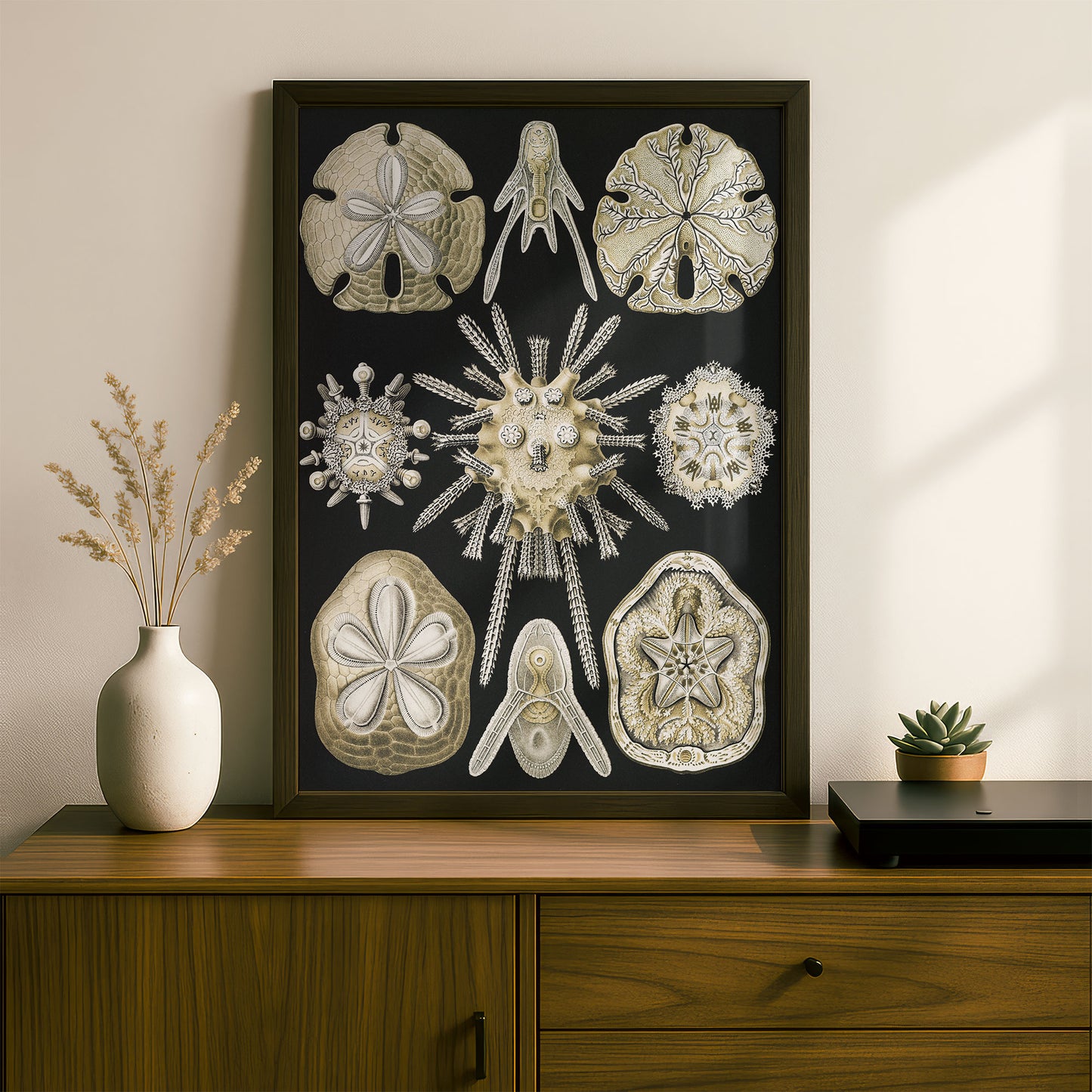 Ernst Haeckel Art Print | Plate 30: Clypeaster | Vintage Wall Art Poster