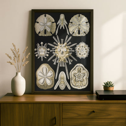Ernst Haeckel Art Print | Plate 30: Clypeaster | Vintage Wall Art Poster