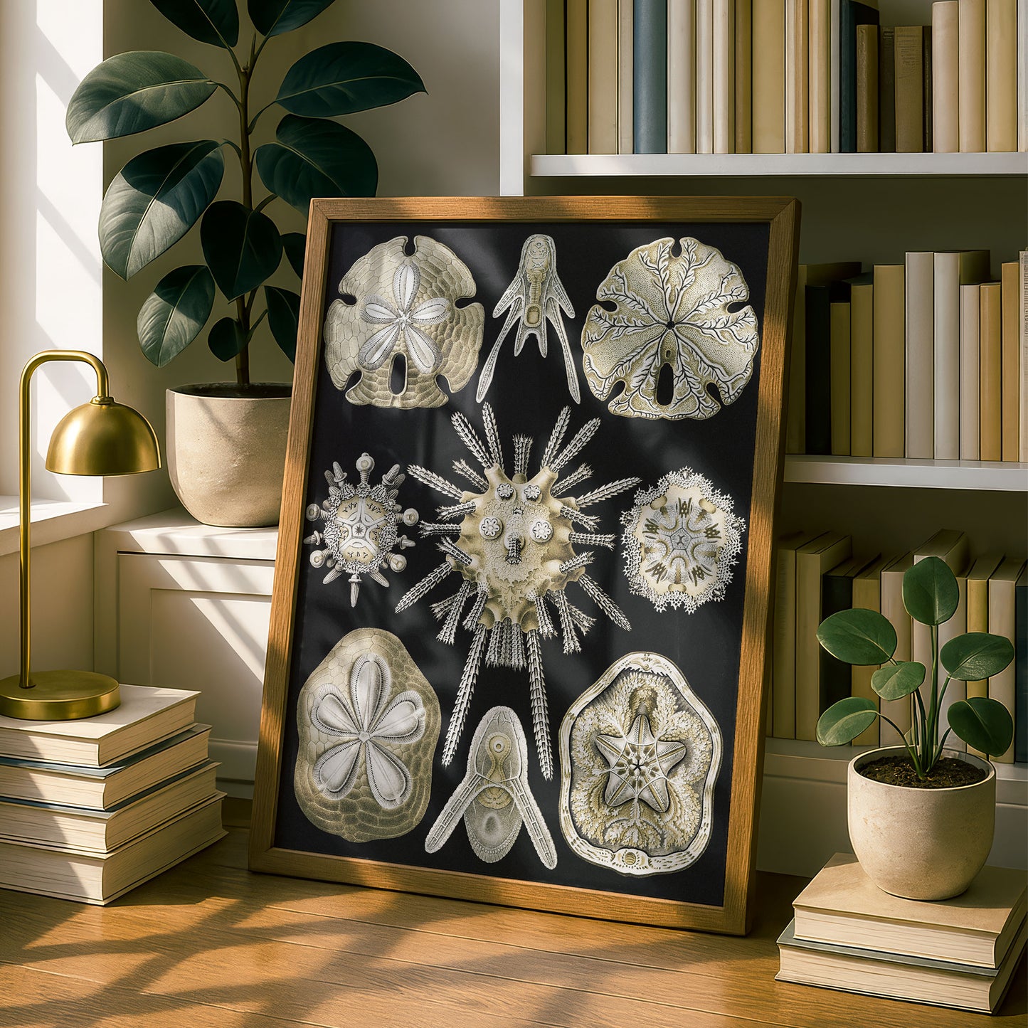 Ernst Haeckel Art Print | Plate 30: Clypeaster | Vintage Wall Art Poster
