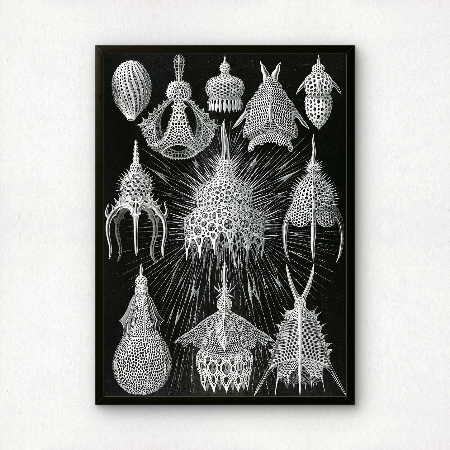 Ernst Haeckel Art Print | Plate 31: Calocyclas | Vintage Wall Art Poster