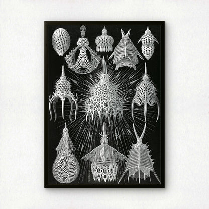 Ernst Haeckel Art Print | Plate 31: Calocyclas | Vintage Wall Art Poster
