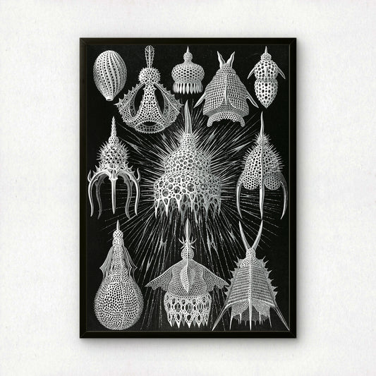 Ernst Haeckel Art Print | Plate 31: Calocyclas | Vintage Wall Art Poster