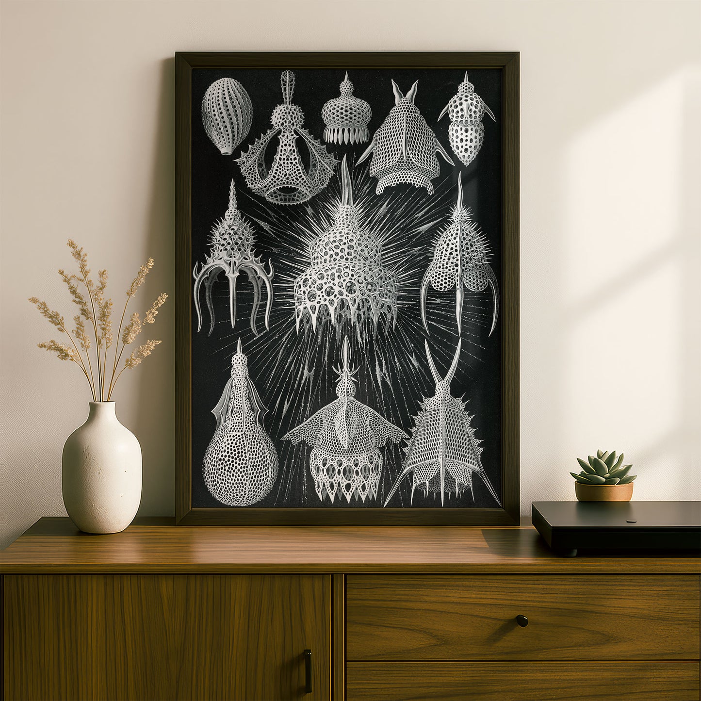 Ernst Haeckel Art Print | Plate 31: Calocyclas | Vintage Wall Art Poster