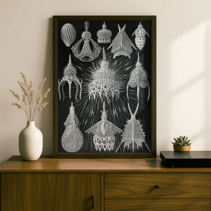 Ernst Haeckel Art Print | Plate 31: Calocyclas | Vintage Wall Art Poster