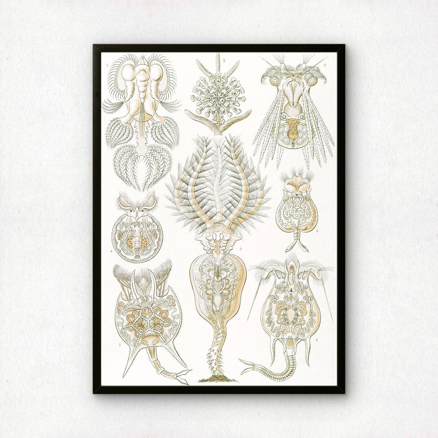 Ernst Haeckel Art Print | Plate 32: Pedalion | Quality Vintage Wall Art Poster