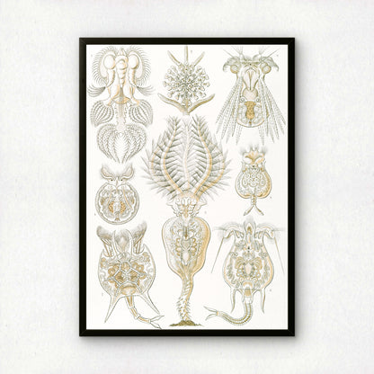 Ernst Haeckel Art Print | Plate 32: Pedalion | Quality Vintage Wall Art Poster
