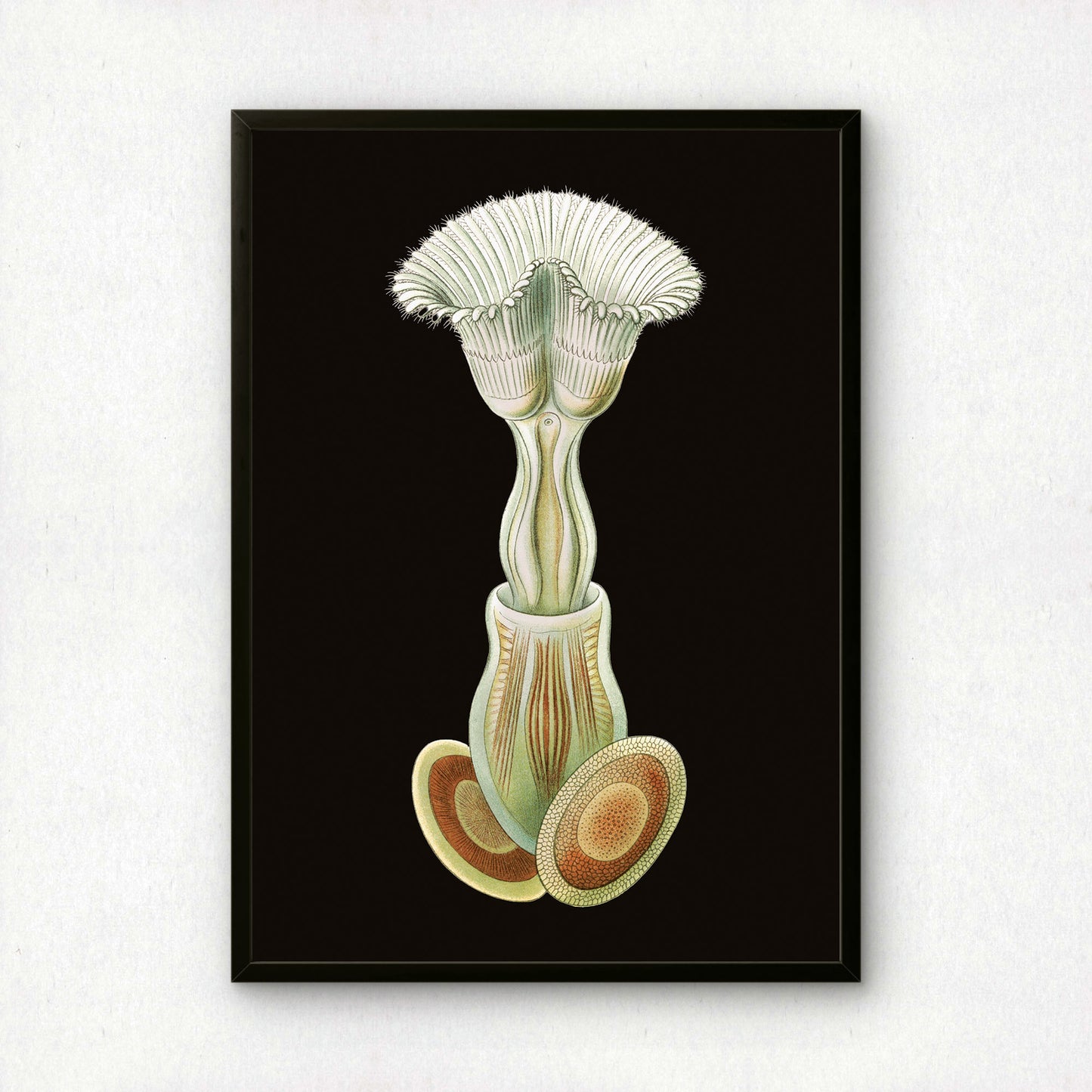 Ernst Haeckel Remixed Art Print 32 | Vintage Art Reimagined | Modern Wall Art