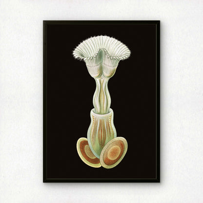 Ernst Haeckel Remixed Art Print 32 | Vintage Art Reimagined | Modern Wall Art