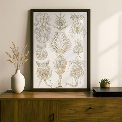 Ernst Haeckel Art Print | Plate 32: Pedalion | Quality Vintage Wall Art Poster