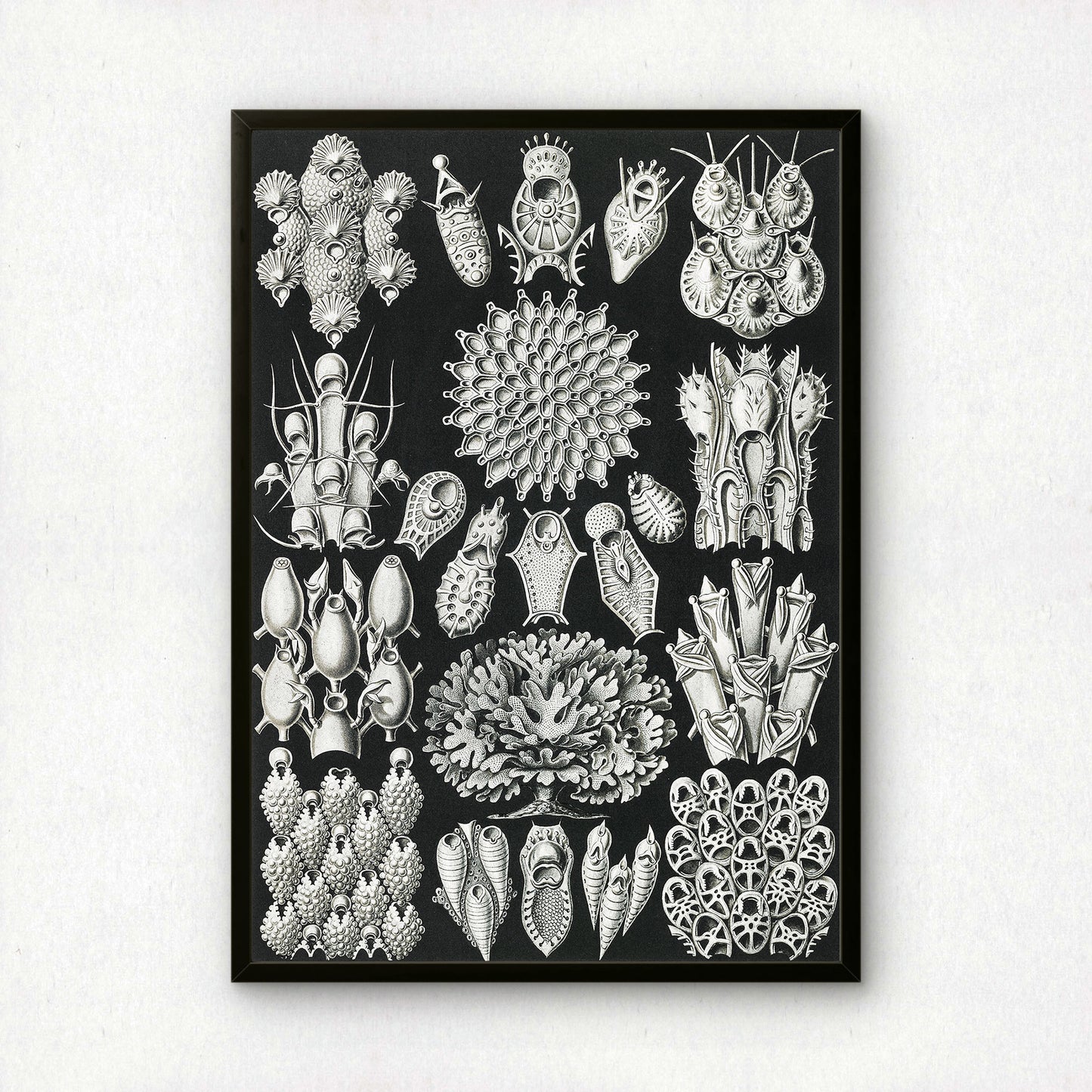 Ernst Haeckel Art Print | Plate 33: Flustra | Quality Vintage Wall Art Poster