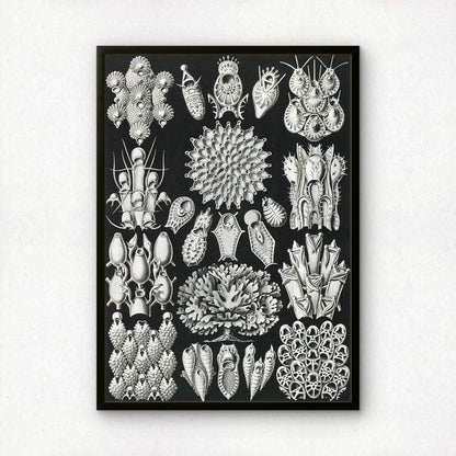 Ernst Haeckel Art Print | Plate 33: Flustra | Quality Vintage Wall Art Poster